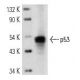 p53 Antibody (C-11) - Western Blotting - Image 12839 
