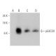 p53CSV Antibody (B-12) - Western Blotting - Image 364972 