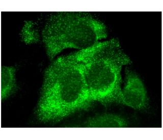 p53R2 Antibody (A-5) - Immunofluorescence - Image 296819 