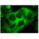 p53R2 Antibody (B-10) - Immunofluorescence - Image 293906 