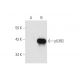 p53R2 Antibody (B-10) - Western Blotting - Image 58756