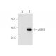 p53R2 Antibody (H-3) - Western Blotting - Image 58754