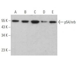 p54/nrb Antibody (A-9) - Western Blotting - Image 373510 