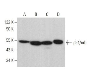 p54/nrb Antibody (G-1) - Western Blotting - Image 381450 