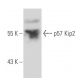 p57 Kip2 Antibody (3F245) - Western Blotting - Image 17429