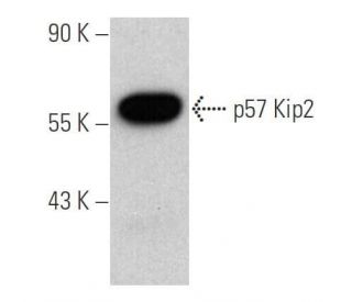 p57 Kip2 Antibody (H-12) - Western Blotting - Image 376836