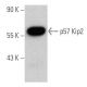 p57 Kip2 Antibody (H-12) - Western Blotting - Image 376836
