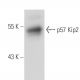 p57 Kip2 Antibody (SPM308) - Western Blotting - Image 17427