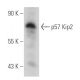 p57 Kip2 Antibody (SPM308) - Western Blotting - Image 44026 