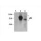 p63 Antibody (E-9) - Western Blotting - Image 393642 