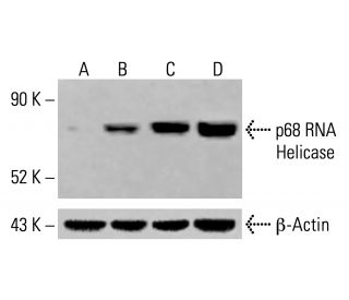 p68 RNA Helicase Antibody (D-7) - Western Blotting - Image 414237 