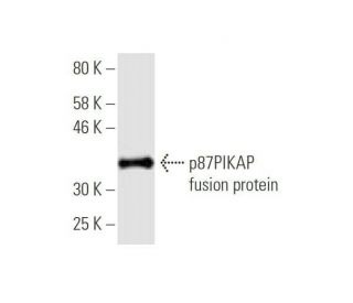 p87PIKAP Antibody (1G16) - Western Blotting - Image 350339