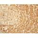 PA28α Antibody (G-9) - Immunohistochemistry - Image 411481 