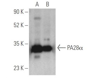 PA28&alpha; Antibody (G-9) - Western Blotting - Image 400817 