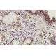 PA28β Antibody (A8) - Immunohistochemistry - Image 36166 