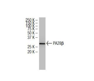 PA28&beta; Antibody (A8) - Western Blotting - Image 34173 