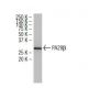 PA28β Antibody (A8) - Western Blotting - Image 34173 