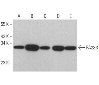 PA28&beta; Antibody (G-10) - Western Blotting - Image 372514 