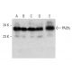 PA28γ Antibody (47) - Western Blotting - Image 385703 