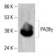 PA28γ Antibody (47) - Western Blotting - Image 412883