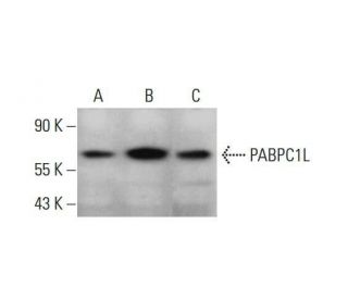 PABPC1L Antibody (H-1) - Western Blotting - Image 348615