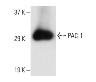 PAC-1 Antibody (4O21) - Western Blotting - Image 10834 