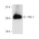 PAC-1 Antibody (4O21) - Western Blotting - Image 10834 