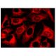 PACAP Antibody (F-2) - Immunofluorescence - Image 142943 