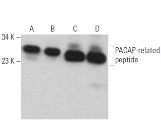 PACAP-related peptide Antibody (D-4) - Western Blotting - Image 359352 