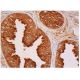 PAcP Antibody (D-12) - Immunohistochemistry - Image 344400