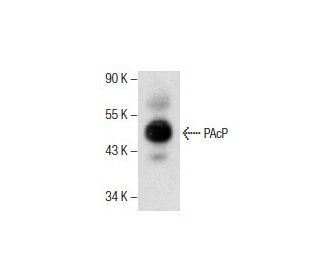 PAcP Antibody (D-12) - Western Blotting - Image 286114 