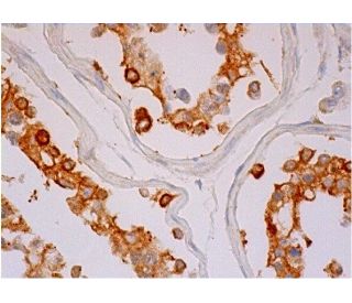 PACRG Antibody (C-8) - Immunohistochemistry - Image 286419 