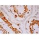 PACRG Antibody (C-8) - Immunohistochemistry - Image 286419 