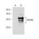 PACRG Antibody (C-8) - Western Blotting - Image 150974 