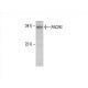 PACRG Antibody (C-8) - Western Blotting - Image 392556