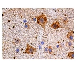 PACSIN1 Antibody (A-3) - Immunohistochemistry - Image 159508 