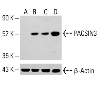 PACSIN3 Antibody (C-3) - Western Blotting - Image 413834 
