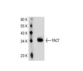 PACT Antibody (2830C1a) - Western Blotting - Image 37462 