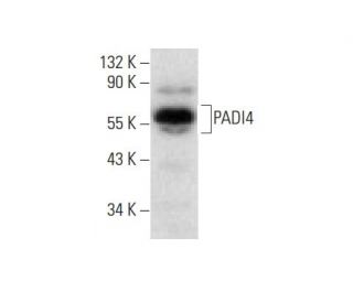 PADI4 Antibody (A-11) - Western Blotting - Image 139172 