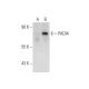 PADI4 Antibody (C-3) - Western Blotting - Image 72939