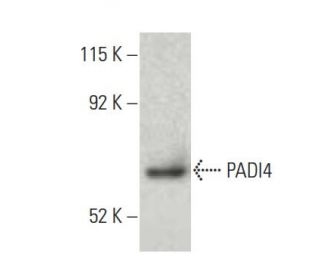 PADI4 Antibody (C-3) - Western Blotting - Image 397548 