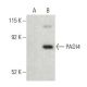 PADI4 Antibody (C-3) - Western Blotting - Image 397547 