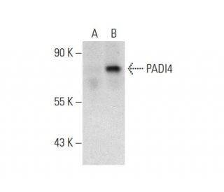 PADI4 Antibody (C-3) - Western Blotting - Image 72939