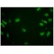 pADPr Antibody (10H) - Immunofluorescence - Image 306512