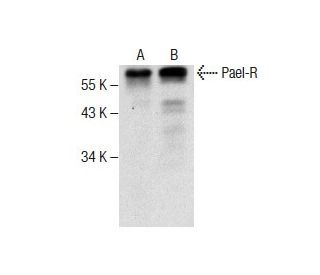 Pael-R Antibody (G-6) - Western Blotting - Image 286738 