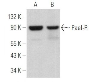 Pael-R Antibody (G-6) - Western Blotting - Image 367432 