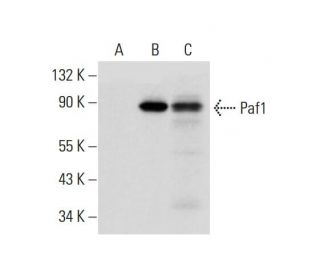 Paf1 Antibody (E-7) - Western Blotting - Image 319393Each CRISPR/Cas9 Knockout (KO) Plasmid product consists of a pool of 3 plasmids designed to ensure identification and cleavage of a specific gene for maximum knockout efficiency. Each plasmid encodes a unique 20 nt sequence derived from the GeCKO (v2) library. 