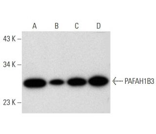 PAFAH1B3 Antibody (D-8) - Western Blotting - Image 296981 