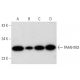 PAFAH1B3 Antibody (D-8) - Western Blotting - Image 296981 