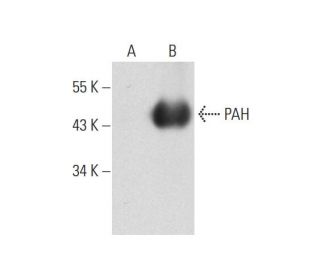 PAH Antibody (E-8) - Western Blotting - Image 131190 